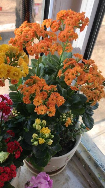 适合卧室养的花卉有哪些