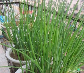 阳台种葱为什么越来越细 家里阳台种小葱有哪些注意事项