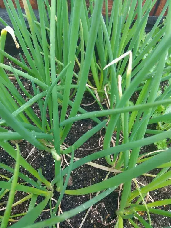 阳台种葱为什么越来越细