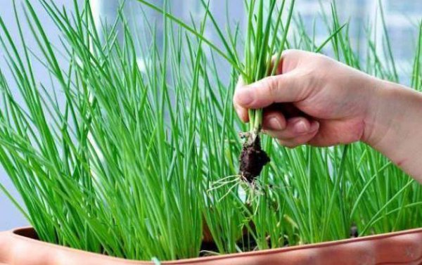 阳台种葱为什么越来越细