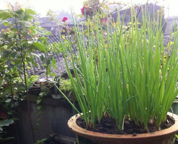 阳台种葱为什么越来越细