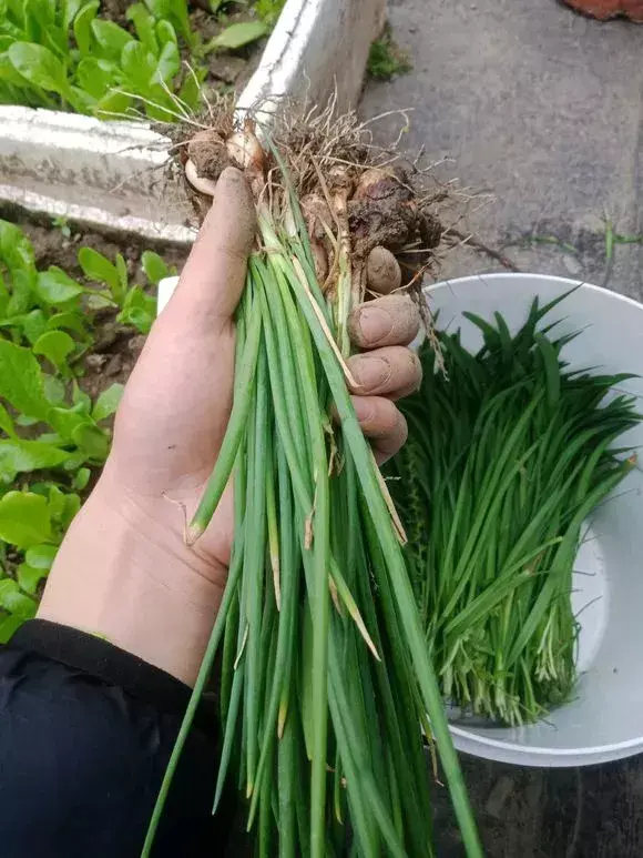 阳台种葱为什么越来越细