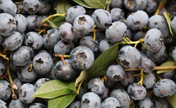 花青素含量高的水果蔬菜