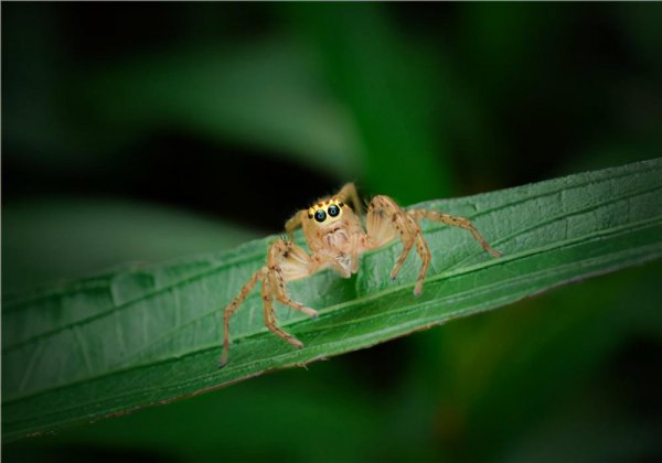 卧室有蜘蛛怎么处理
