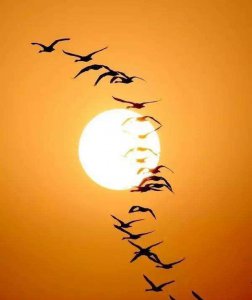 飞鸿踏雪泥比喻什么含义 人生到处知何似飞鸿踏雪泥意思