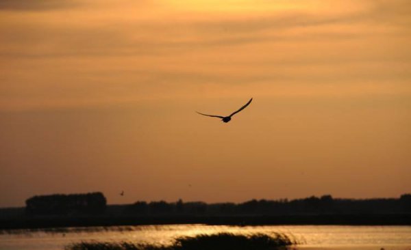 飞鸿踏雪泥比喻什么含义