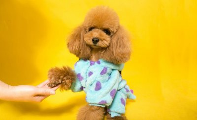 小泰迪最难养的阶段 泰迪犬全年龄阶段的饲养注意事项