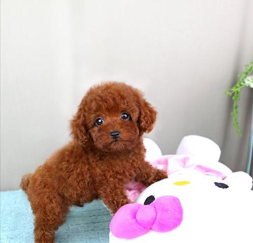 小泰迪最难养的阶段