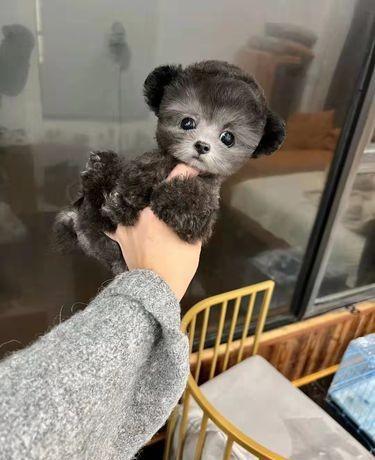 小泰迪最难养的阶段