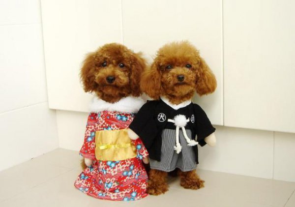 小泰迪最难养的阶段