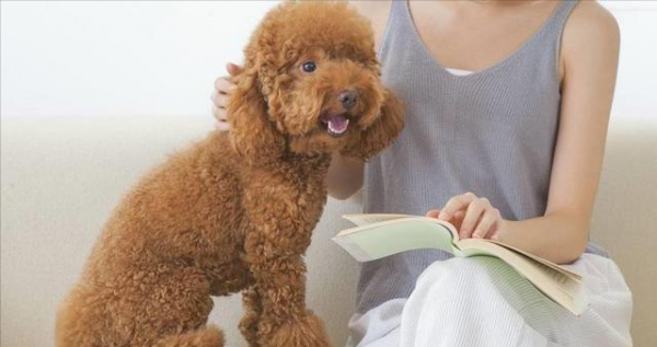 小泰迪最难养的阶段