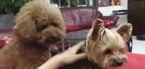 小泰迪最难养的阶段