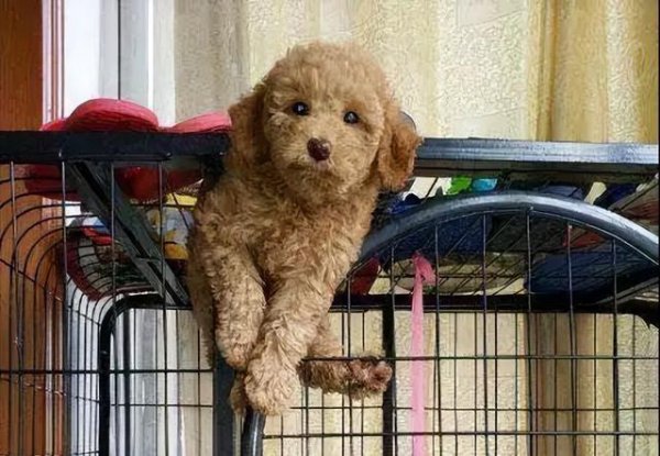 小泰迪最难养的阶段