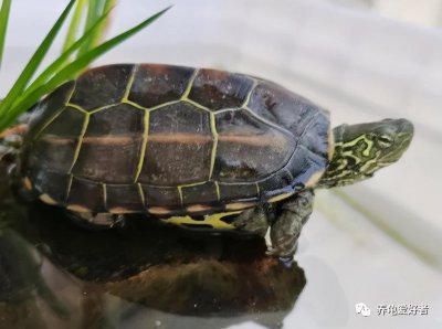 乌龟能养出感情吗 乌龟也可以像人类一样产生感情吗