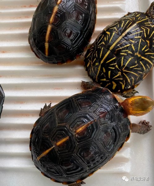 乌龟能养出感情吗