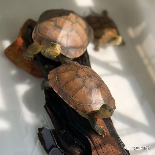 乌龟能养出感情吗