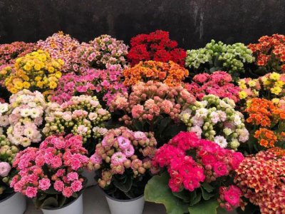 十大寓意幸运的花 10种寓意象征深远的吉祥花卉推荐