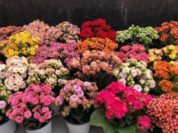 十大寓意幸运的花