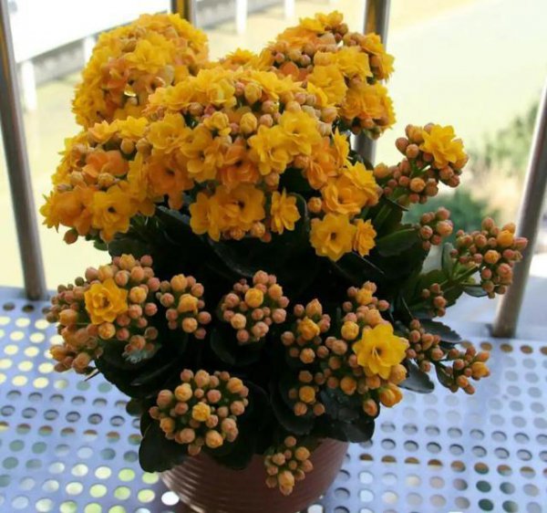 十大寓意幸运的花