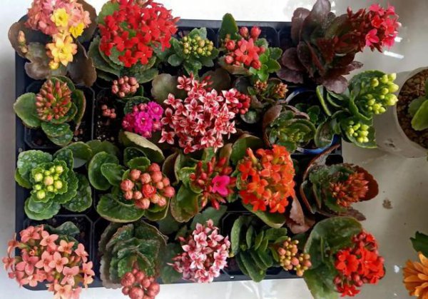 十大寓意幸运的花