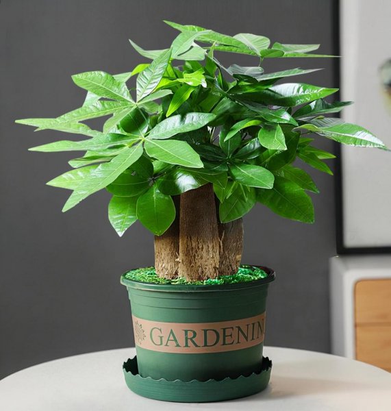 十大寓意幸运的花