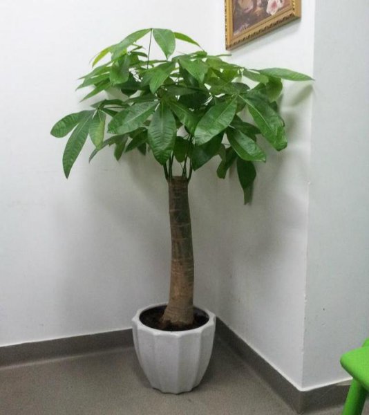 十大寓意幸运的花