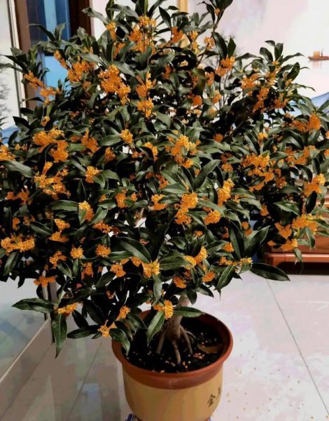 十大寓意幸运的花