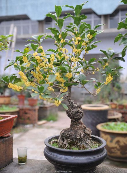 十大寓意幸运的花