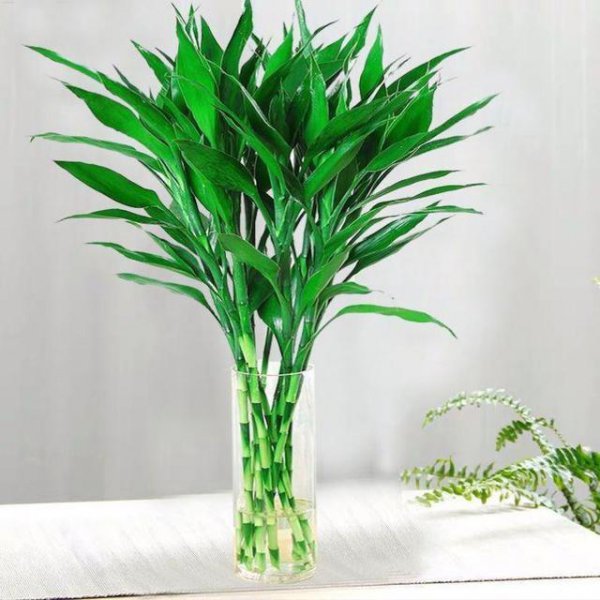 十大寓意幸运的花