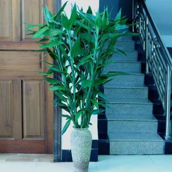 十大寓意幸运的花