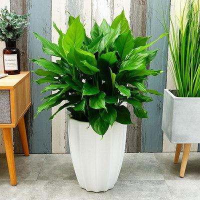 十大寓意幸运的花