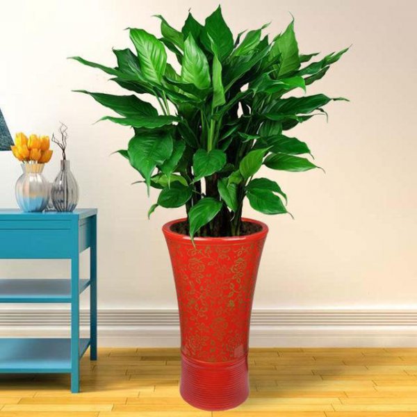 十大寓意幸运的花