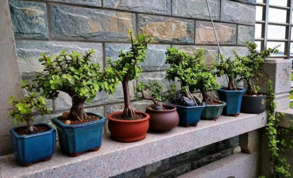 十大寓意幸运的花