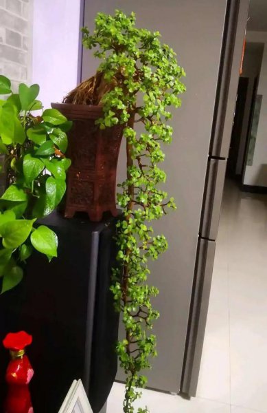 十大寓意幸运的花