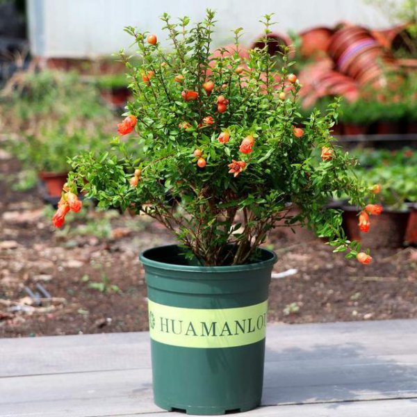 十大寓意幸运的花