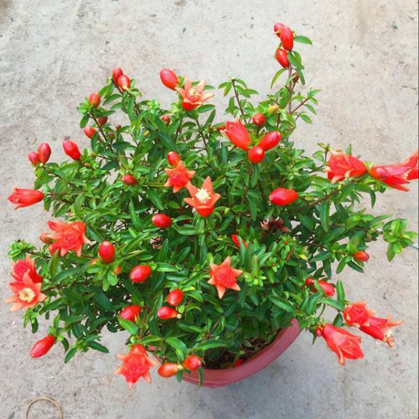 十大寓意幸运的花