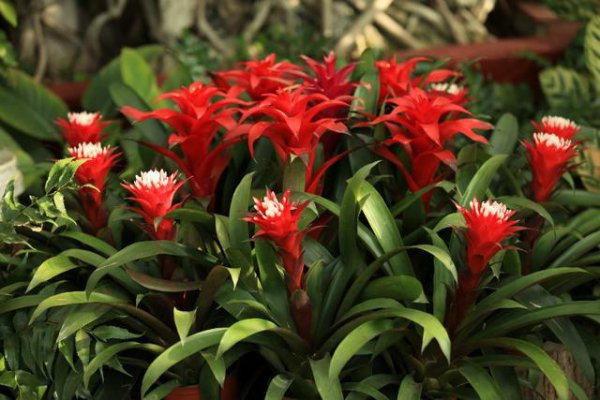 十大寓意幸运的花