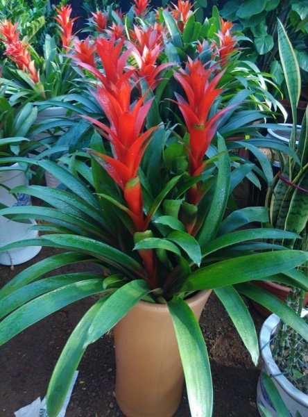 十大寓意幸运的花