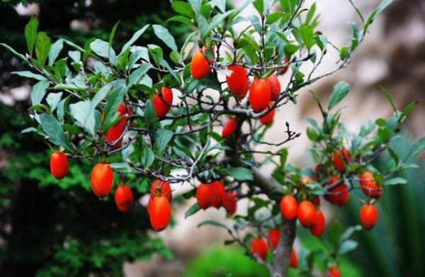 十大寓意幸运的花