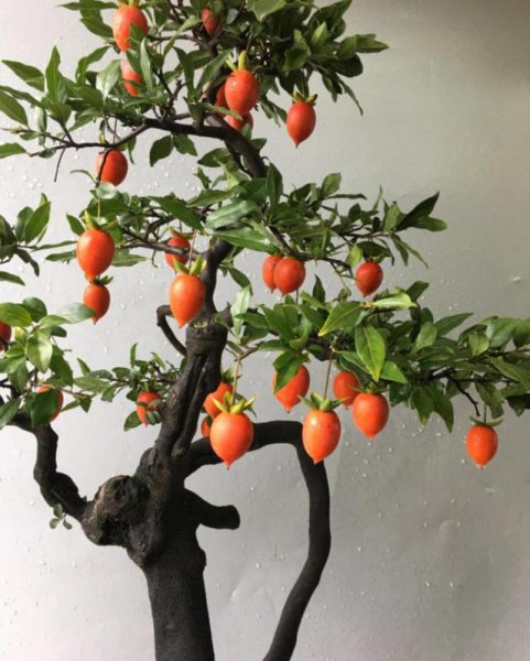 十大寓意幸运的花