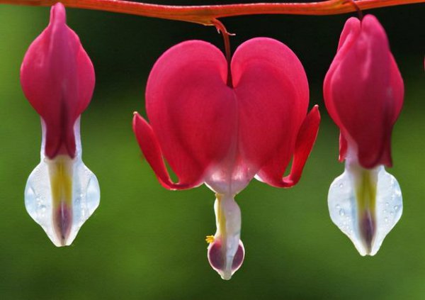 十大寓意幸运的花