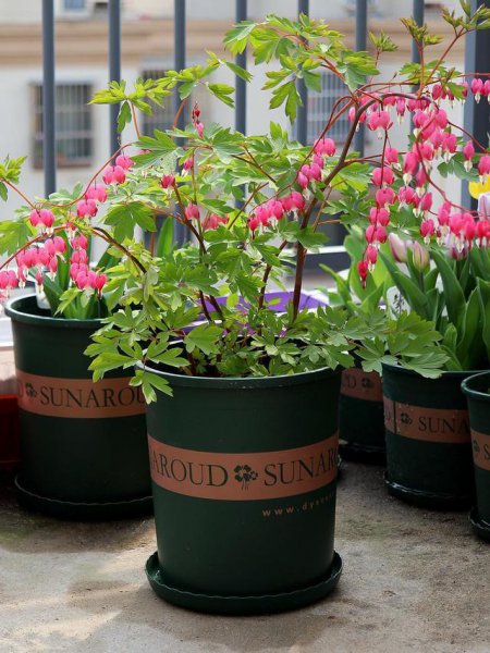 十大寓意幸运的花