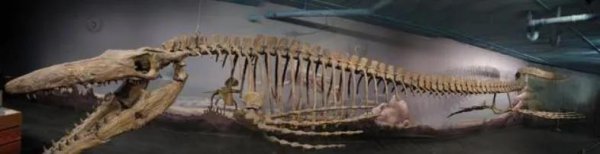 侏罗纪里的海王龙长什么样