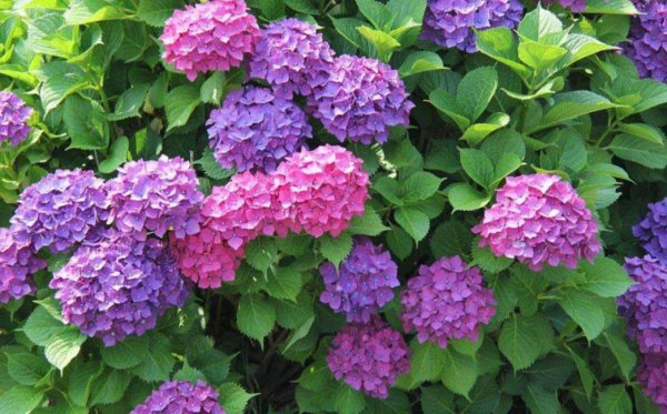 绣球花怎么调色更好看