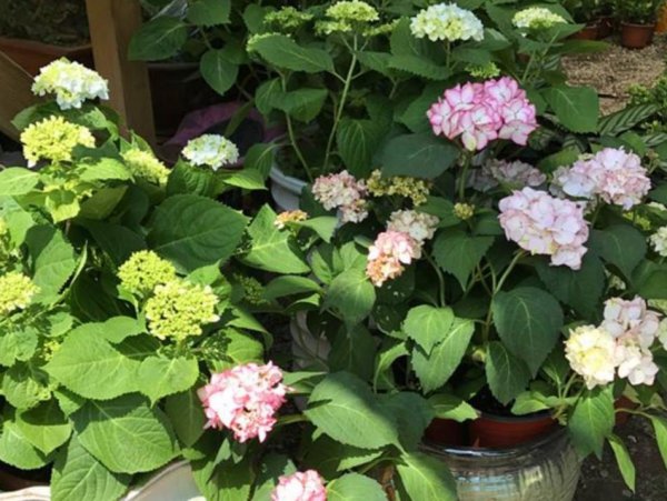 绣球花怎么调色更好看