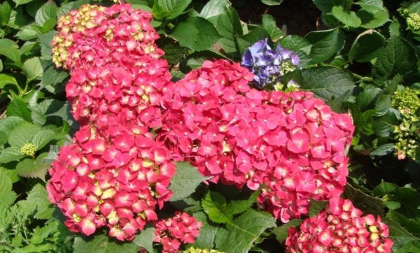 绣球花怎么调色更好看