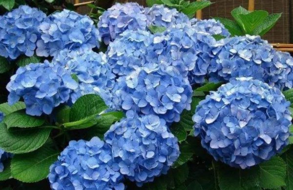 绣球花怎么调色更好看