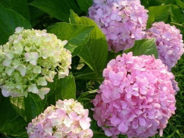 绣球花怎么调色更好看