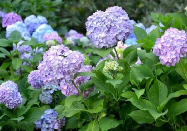 绣球花怎么调色更好看