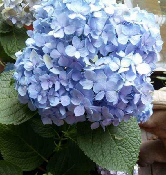 绣球花怎么调色更好看